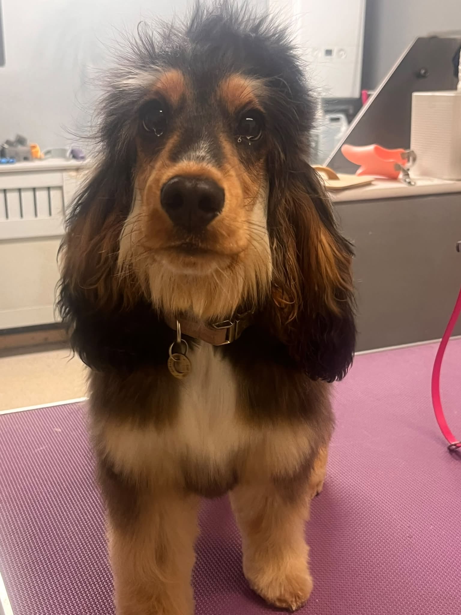 Tri-colour cocker spaniel sitting on the grooming table after a groom