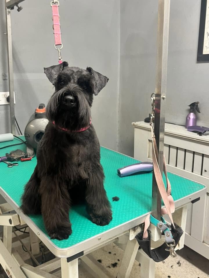 Black schnauzer sitting on the teal grooming table