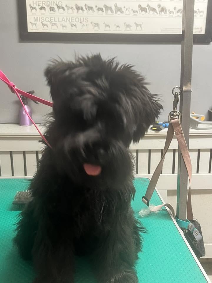 Shaggy black dog sitting on the grooming table with its tongue out