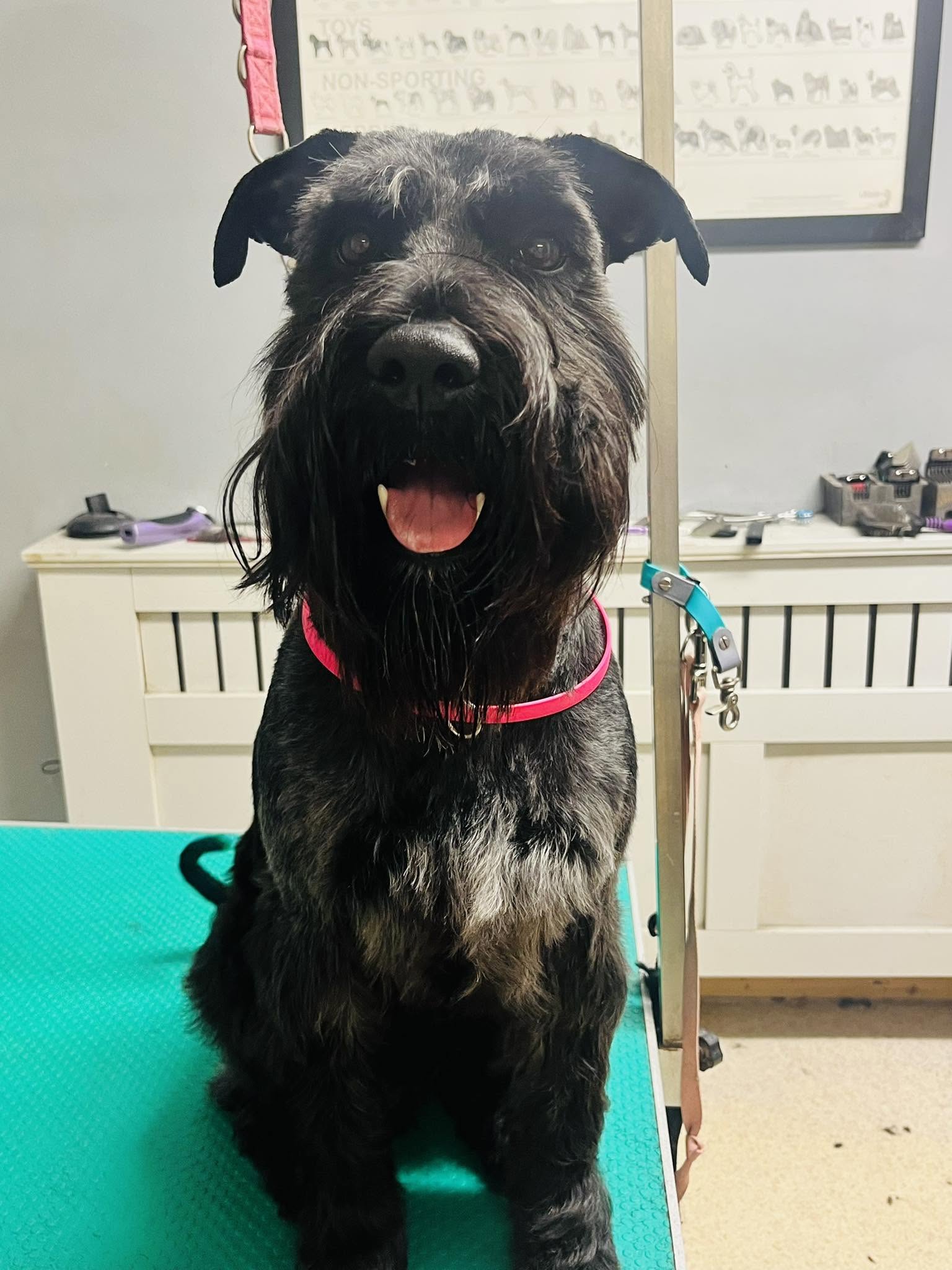 Dark grey dog with a pink collar on the grooming table, with a dog breed print on the wall