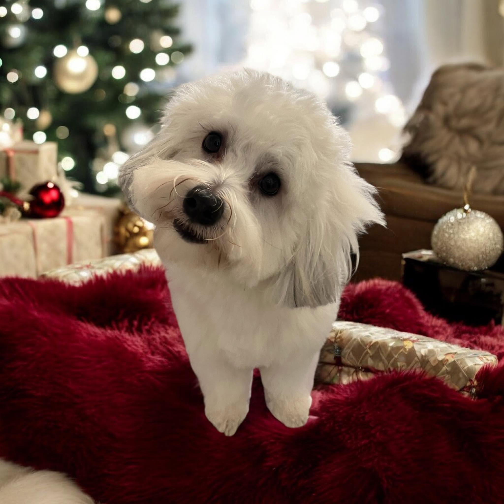 Fluffy white dog freshly groomed in front of Christmas lights