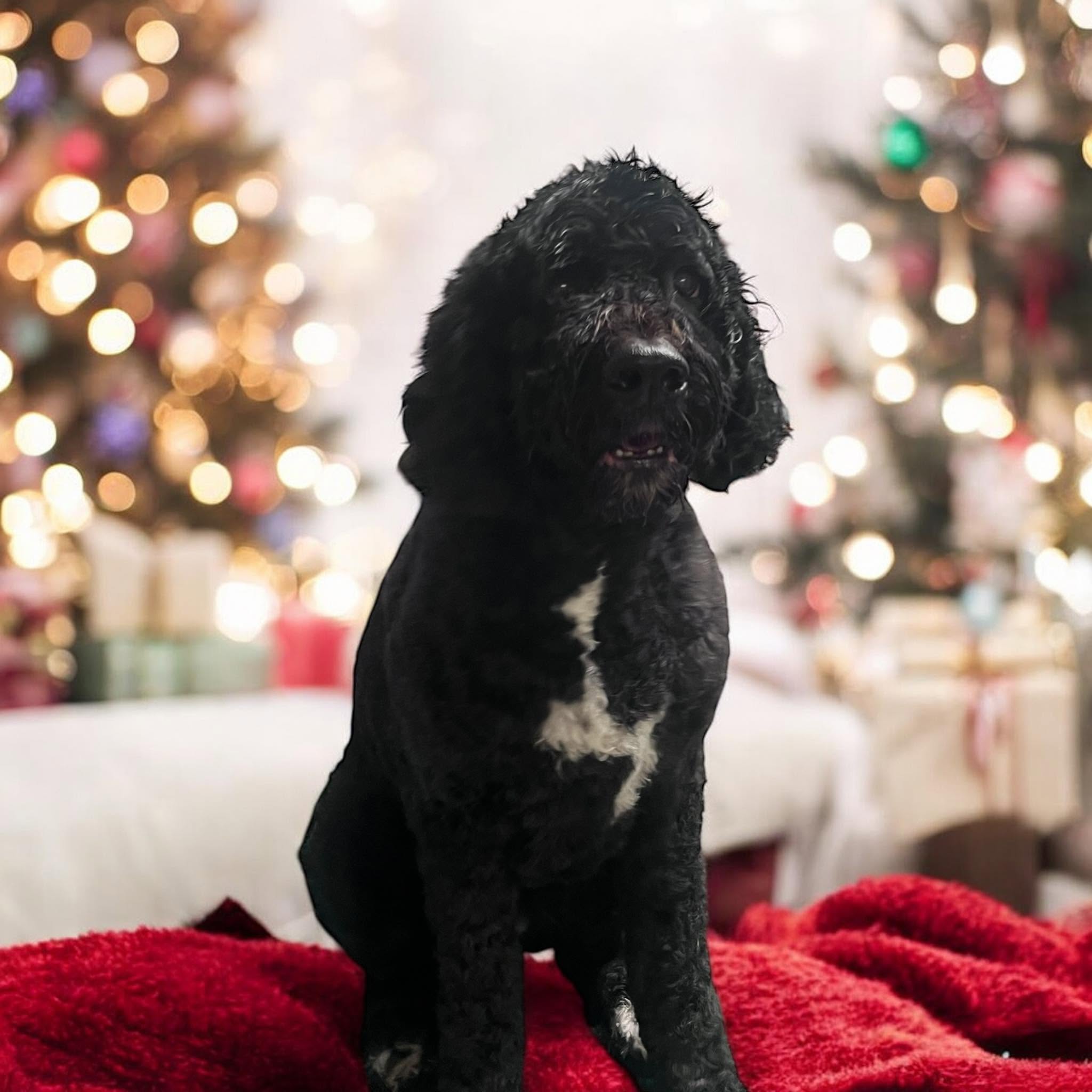 Black curly coated dog sitting by a Christmas tree