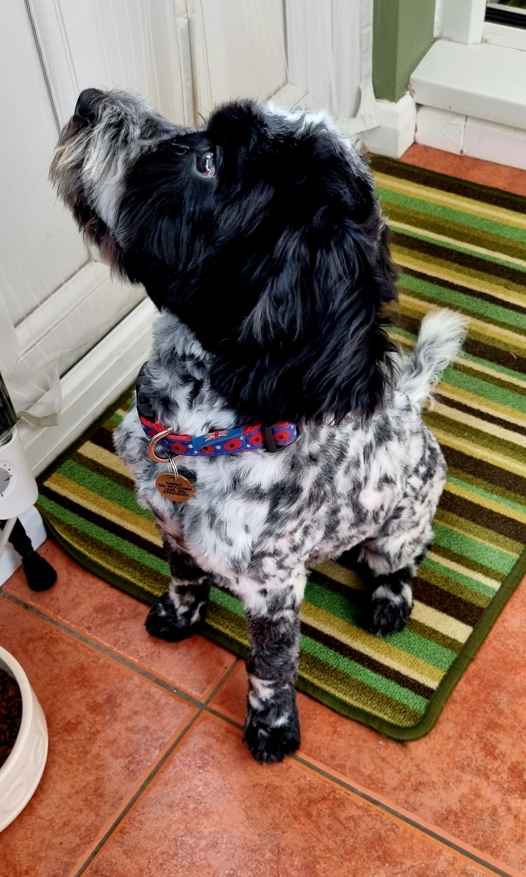 Black and white groomed dog standing on a striped mat